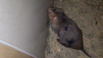 Phổ biến kinh nghiếmư lý khi ghép dúi sinh sản cắn nhau.