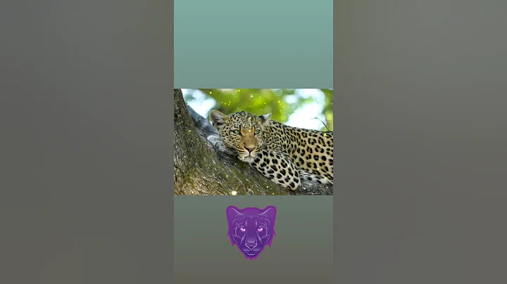 Video 73061: beautiful asian leopard cat