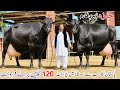 🐄Pakistan’s Cheapest Dairy Farm! 120 Imported Cows for Sale | Only 3.40 Lakh Each | Hamza DairyFarm 