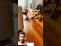 #youtube #youtubeshorts #doglife #dogshorts #happydog