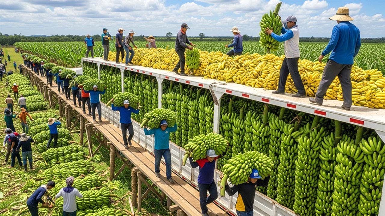 مشاهد صادمة من أكبر عملية حصاد موز في 2025.. لن تصدق ما ستراه!