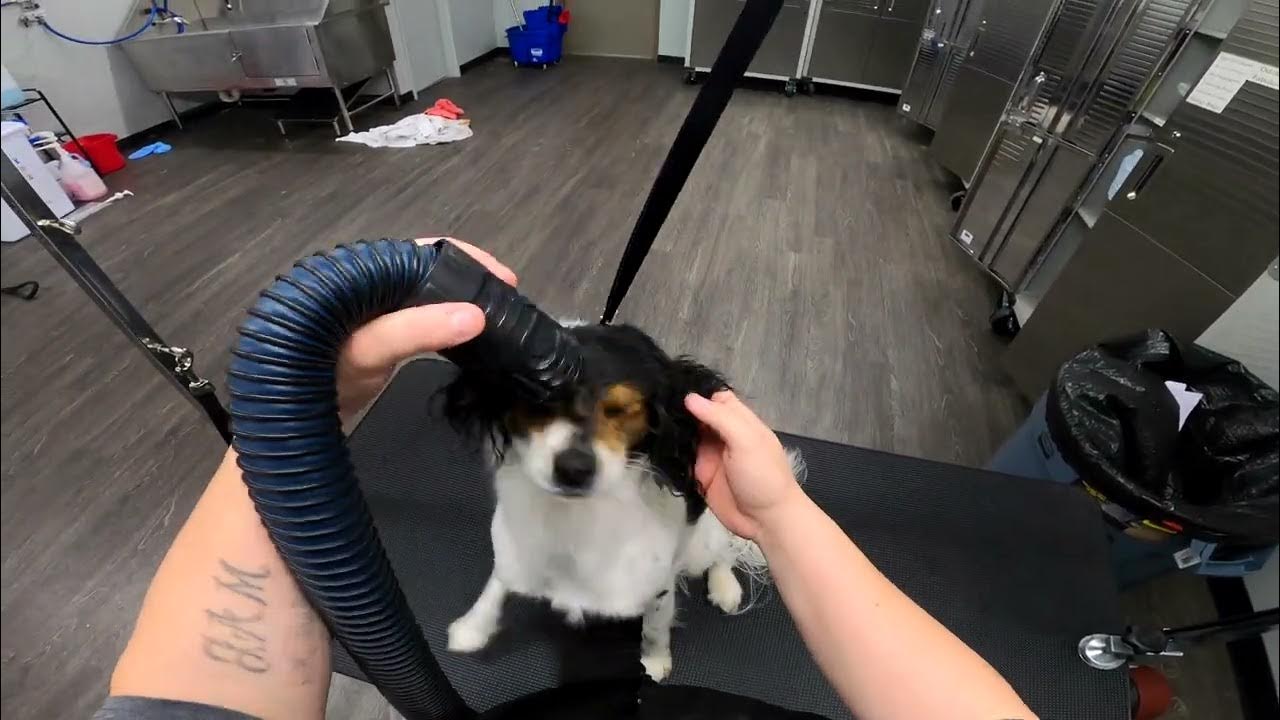 Grooming Multiple Dogs Quickly YouTube