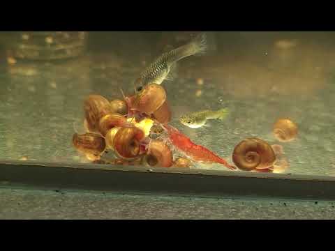 fish