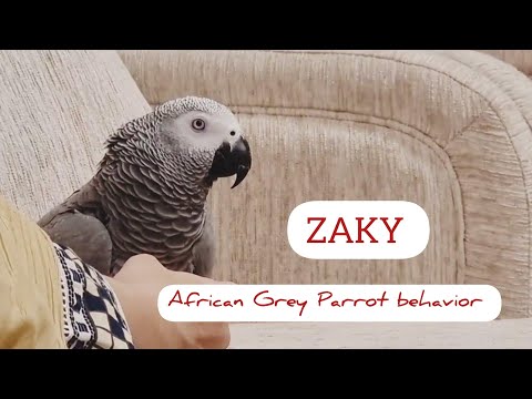 Zaky relaxing | African Grey Parrot Behavior | 6 June 2023