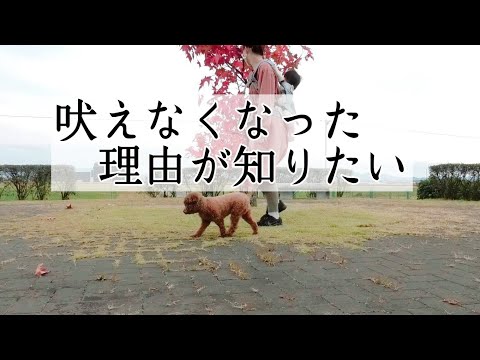 突然吠えなくなりました。でも理由が分かりません。　トイプードルのTaruto&Rasuku
