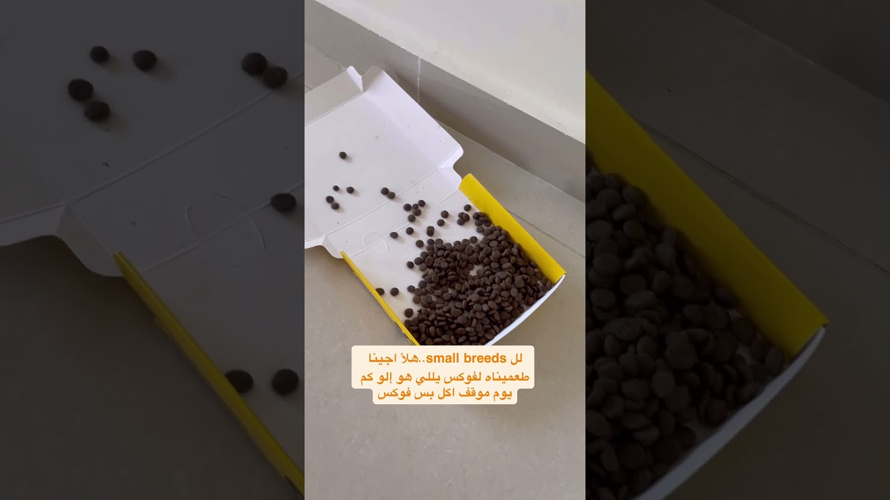 Amity Super Premium Dry Food for your Furry Friend 