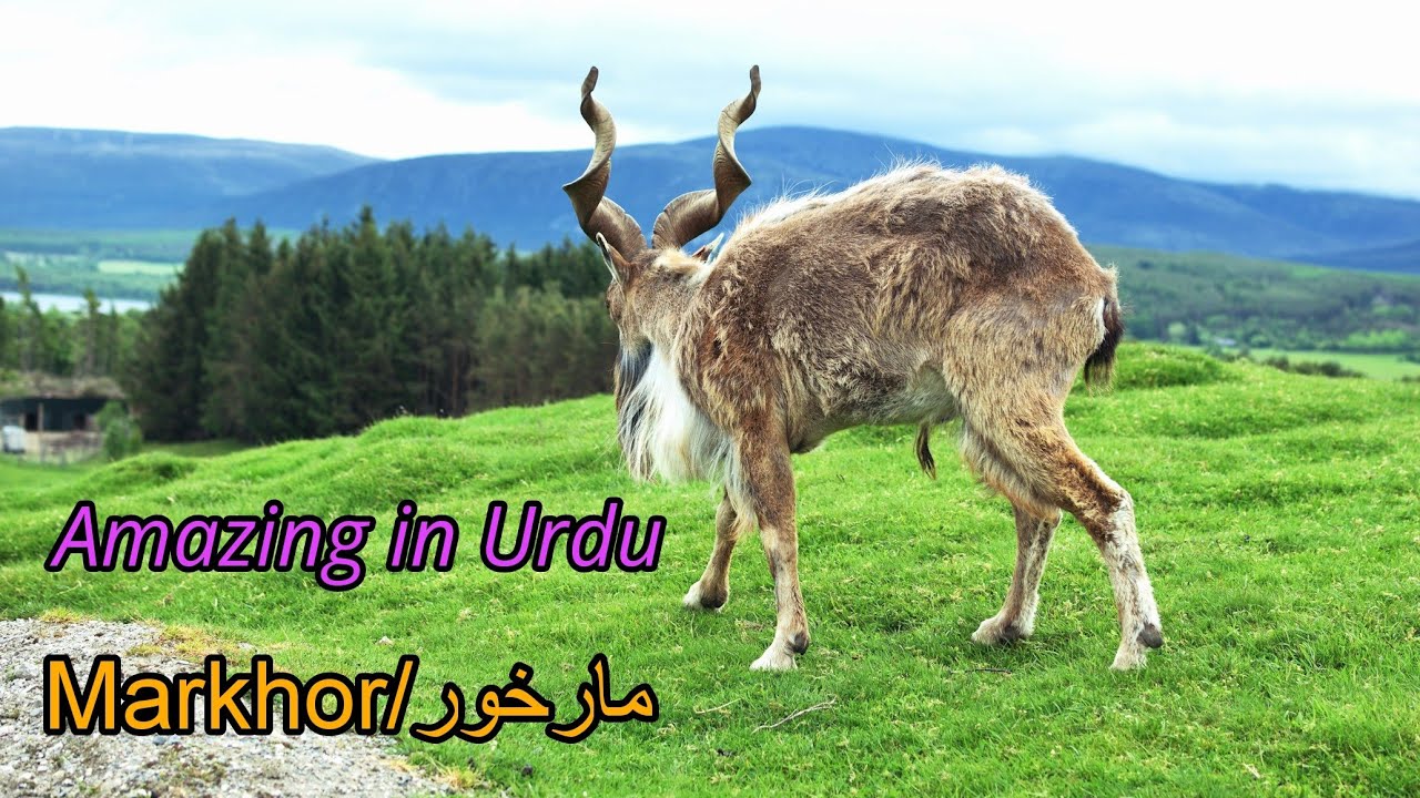 Some interesting facts about Markhor 