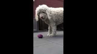 Riley & Busy Buddy by Pooch Pals 31 views 11 years ago 1 minute, 19 seconds