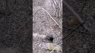 Trial Trap #Bushcraft #Trap #Survival