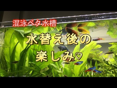 [アクアリウム] 混泳ベタ水槽 水替え後の楽しみ♡
