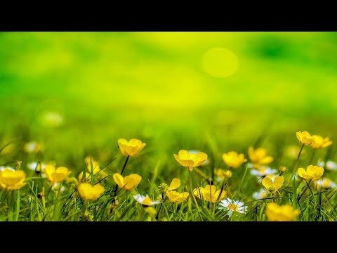 🌼¿Qué significado tienen las margaritas?🌼 El misterioso significado de las margaritas: todo lo que debes saber