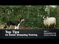 Top Tips for Sheepdog Training (Part 1) Remember the Dog's Hunting