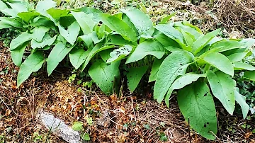 Où planter la consoude dans le jardin ?