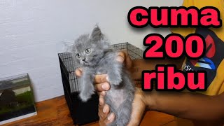 UNBOXING KUCING LUCU IMUT dapet dari online shop