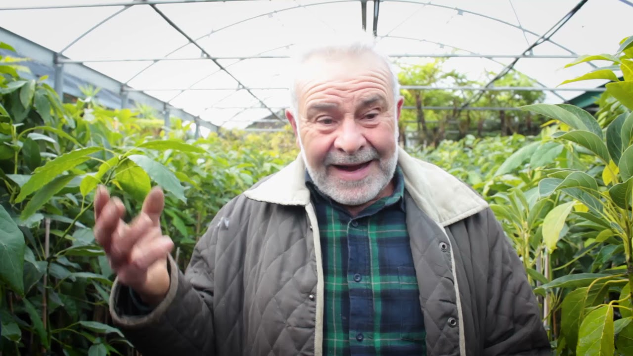 Coltivazione degli avocado con l'agronomo Torre Natale ( Avocado in Sicilia )