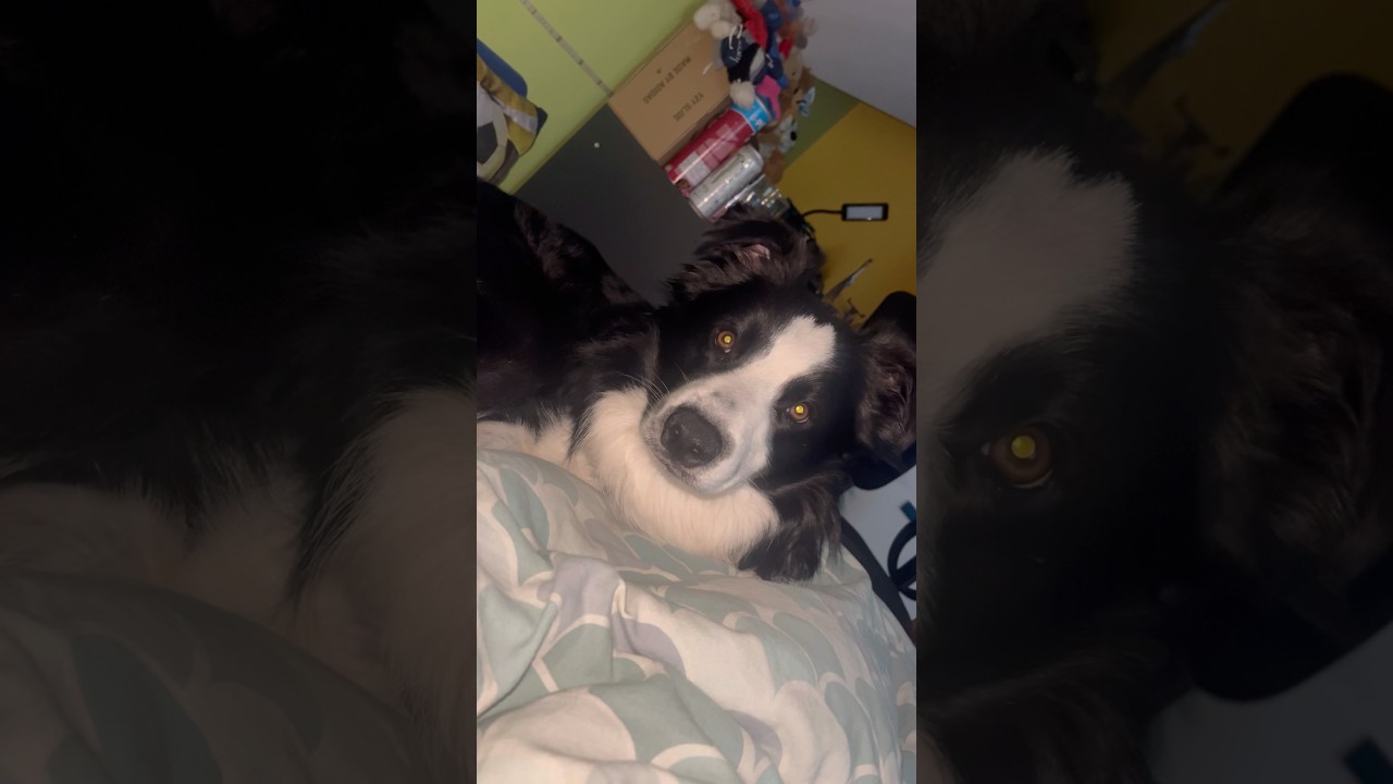 My Sir Charlie #bordercollie #bestfriend #dog #puppy #cute #love