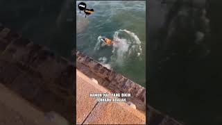 Download Lagu SE EKOR ANJING TAU CARA BUANG SAMPAH. #shortviral #shortvideo #viralvideo MP3