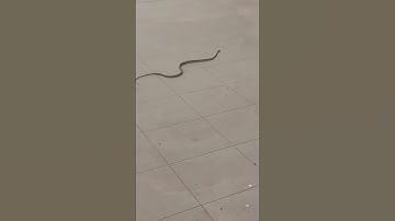 Tree Snake Slithers Onto Car Windshield