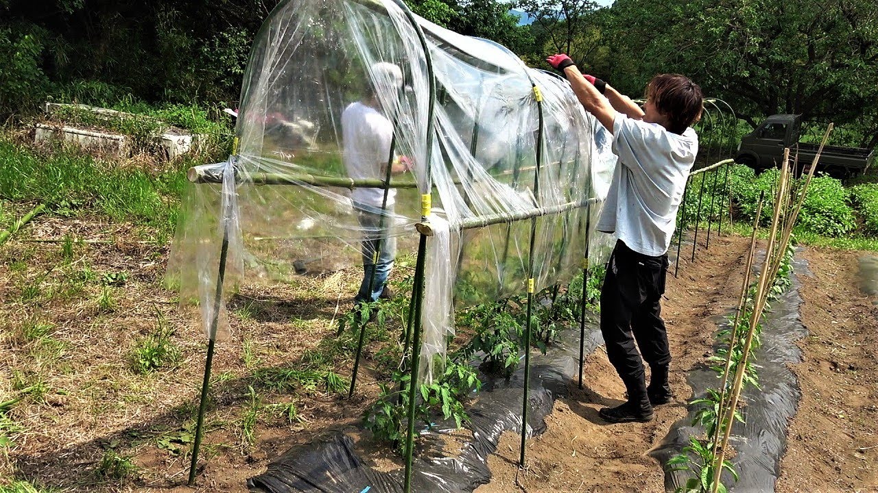 トマトに屋根は必要無いと思ってたけど重要らしいので作った 足らない部品はそこら辺の竹で何とかする Youtube