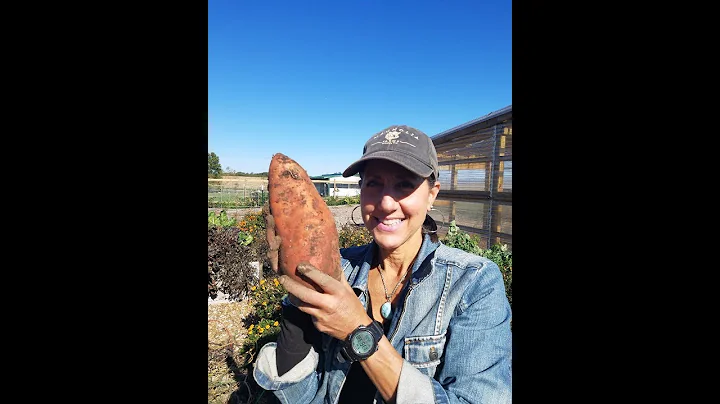 GROW SWEET POTATOES LIKE A BOSS!
