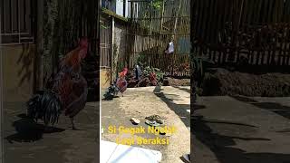 Download Lagu #pelung #suaraayamberkokok  si Gagak Ngelak Lagi Beraksi MP3