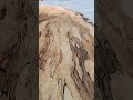 Chainsaw milling, 60 inch across giant maple slabs.
