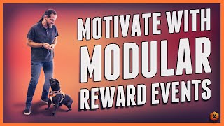 How I Motivate a dog (even skittish) with Modular Reward Events!