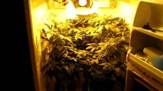 This setup incorperates two chambers.A top chamber for vegative,mothers,and clones powered by four 150w CFL