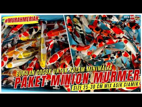 PAKET KOI MINION MURAH MERIAH!! SIZE 25-30 CM MIX ASIK CIAMIK COCOK UNTUK KOLAM MINIMALIS!!