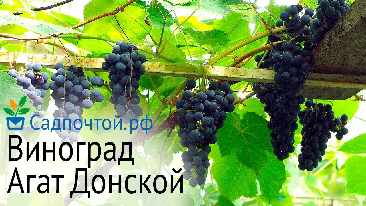 Виноград Агат Донской Фото