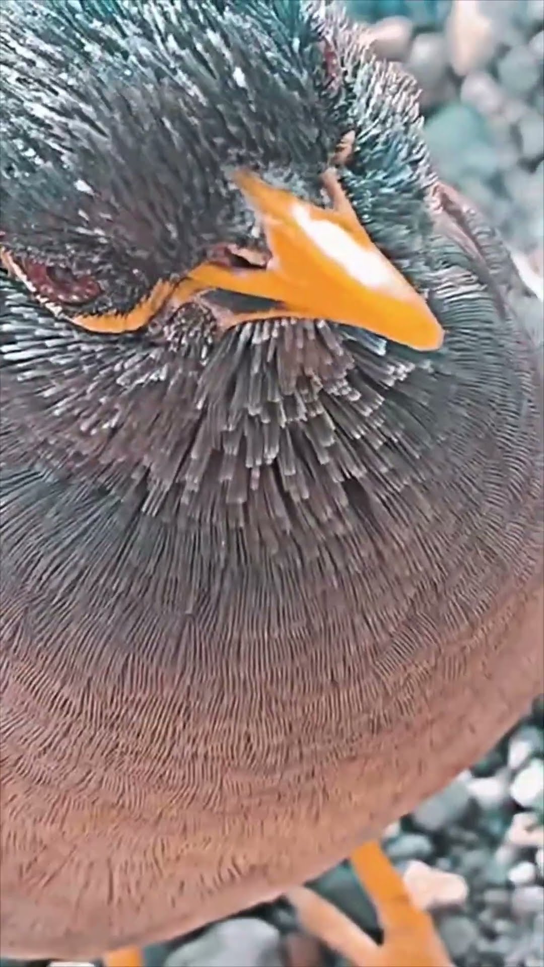 Starling Mimics Sounds Like a Baby Trying to Speak