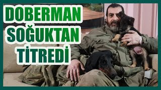 KIŞ GELDİ SOĞUKTAN KÖPEKLER FENA ÜŞÜDÜLER by Ergün Turgan K9 1,871 views 4 months ago 9 minutes, 43 seconds