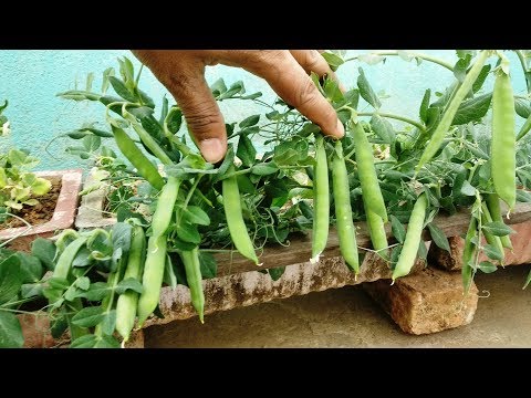 छत पर गमलो में मटर कैसे उगाये # how to grow green peas on terrace garden