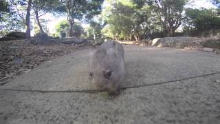 Chloe the wombat goes to work