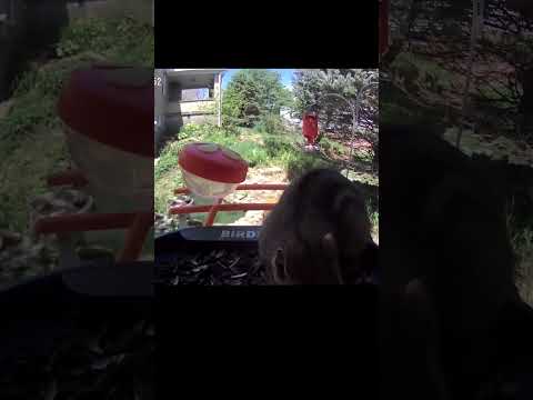 Chipmunk at the feeder! #shorts #chipmunk #birdfeeder