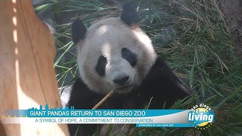 Giant Pandas Return to San Diego Zoo | San Diego Living