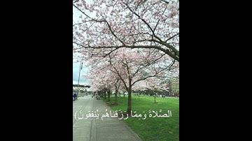 سوره البقره (١-٥)🕊️🌿