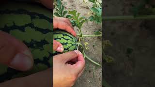 When The Watermelon Grows To The Size Of A Bowl, If It Rains Continuously, You Can Insert..