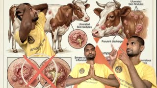 Bovines farcy milk and chronic disease ticks it