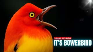 Famous “Uncovering the Intricate Mating Rituals of Bower Birds” #BowerBirds #MatingRituals #wildintimix Profile