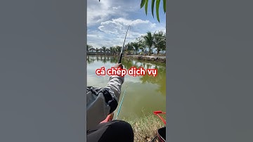 câu cá chép dịch vụ #fishing #fish #câucá