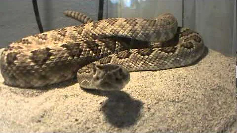 Mojave Rattlesnake