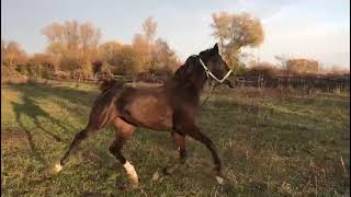 black Arabian #черныйараб