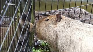 Capybara Fathers Are The Best Dads. Kona Wants To Be With His Babies