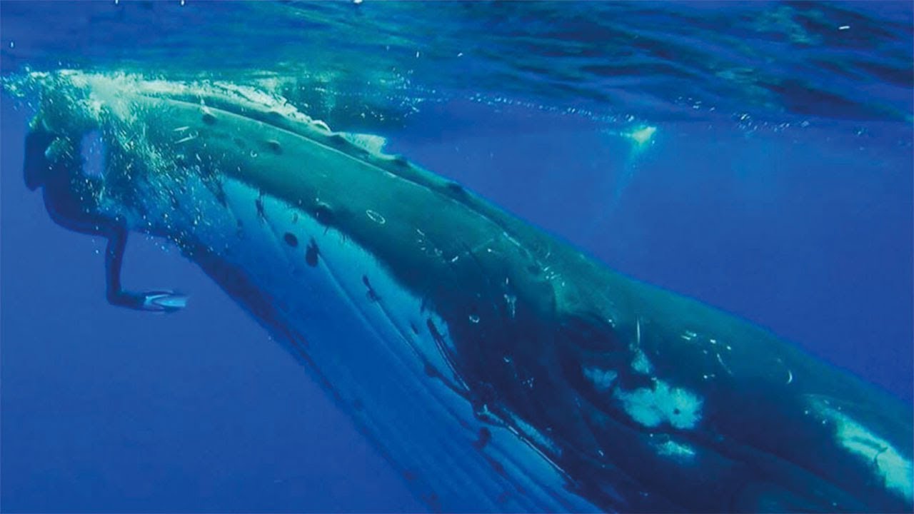 Whale jumps out of nowhere during sight seeing tour.