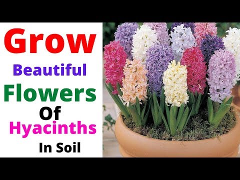 Grow Beautiful Flowers of Hyacinths In Soil