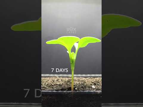 20 Days In 20 Seconds - Radish