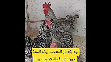 ولا يكتمل المنتخب لهذه السنة بدون الهداف البلايموت روك الاسترالوب 