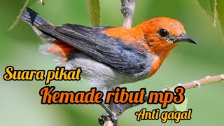 BURUNG KEMADE LIAR SUSAH TURUN||buktikan langsung pada kumpul