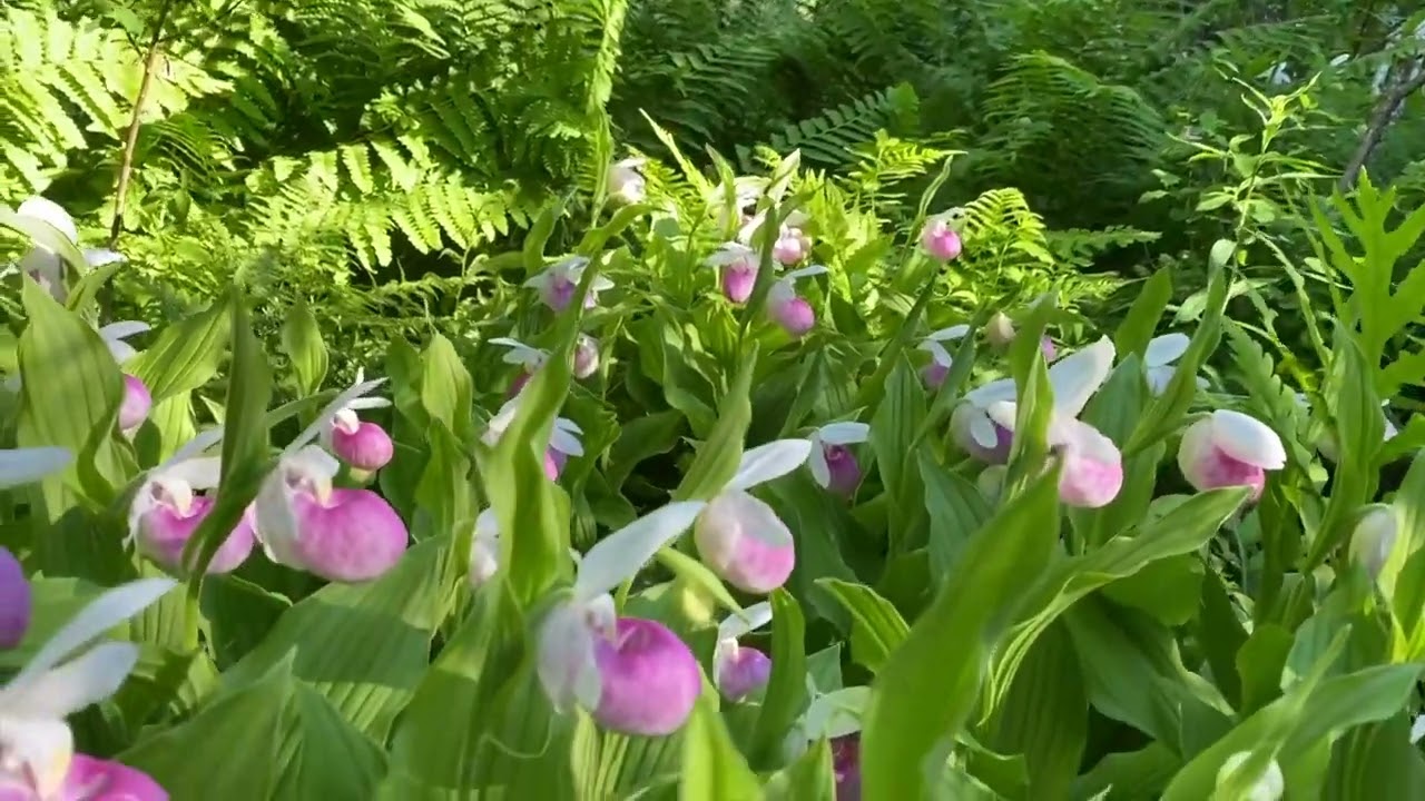 The Fen – Sage Mountain Botanical Sanctuary